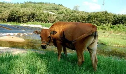 2026年属牛人将面临哪些重大转变和影响？