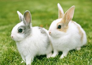 51年属兔今年吉祥物寓意是什么，对财运有何影响？