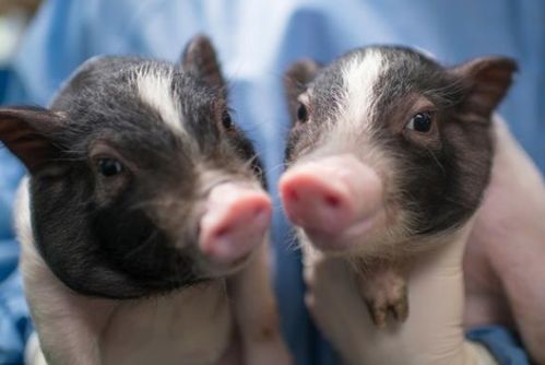 属猪的人养什么花能招桃花运，适合什么花能旺财运？