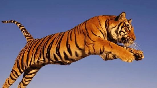 一、 文化背景及属虎象征意义的多元阐释