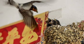 麻雀进家门，这难道不是风水上的吉兆吗？