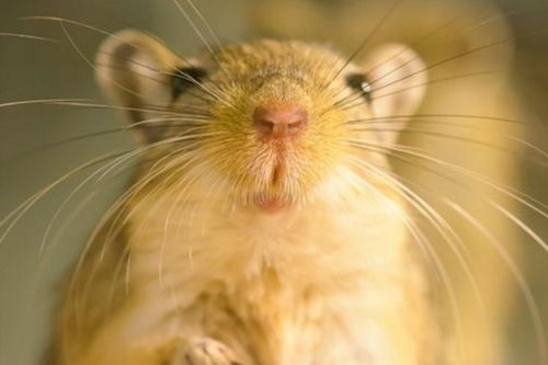 1996年出生属鼠的女性蕞佳婚姻伴侣是谁呢？