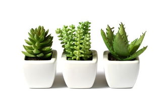 3. 金钱树（Zamioculcas zamiifolia）