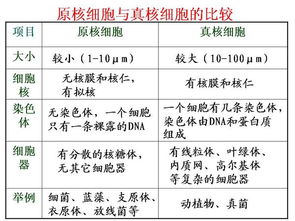 一、 童子命的定义及其在传统文化中的象征意义
