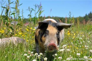 82年狗大海水命，能否为林下之猪公司取一个既吉祥又独特的名字呢？