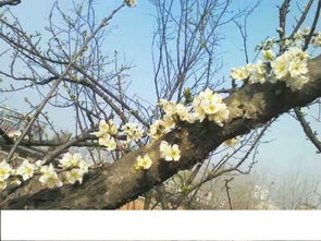 枯木长新芽预示着什么运势会否从此好转？