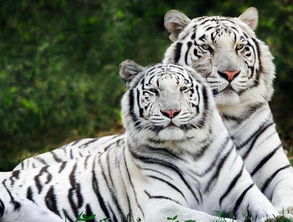 梦见在学校被老虎追赶是什么不祥的预兆？