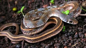 渭河湾迁坟异象：风水禁忌与时代变迁