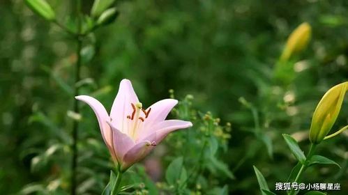 第一节：鸡年生女——自强较大不息精神层面与家庭生活福祉