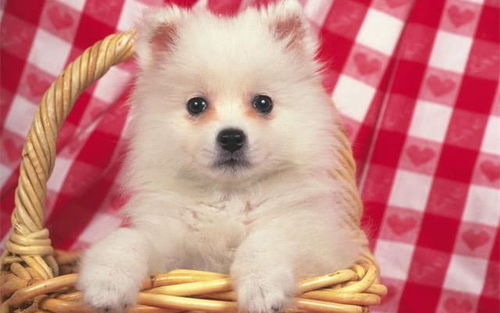 1970年属狗的人1983年出生，想了解什么时辰出生命运最好？