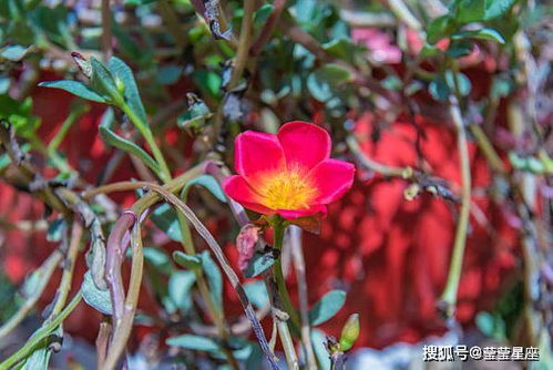 2. 消费与创收的动态平衡