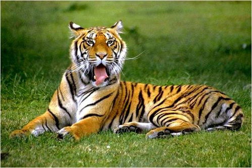 属虎人2026年运势中桃花运旺盛，姻缘运势如何？