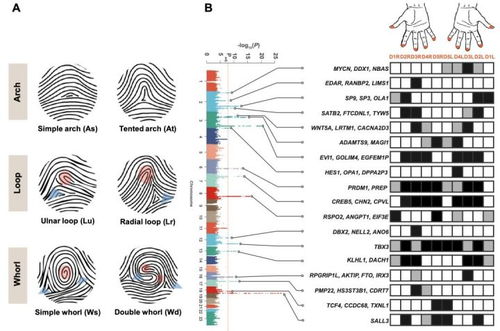 二、 代谢性疾病对局部皮肤结构的负面影响