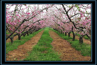 八字里带有桃花星，这样的八字是不是意味着桃花运势很好呢？