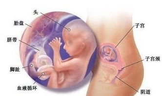 八字算命发明者是谁？剖腹产八字算命准确度如何？