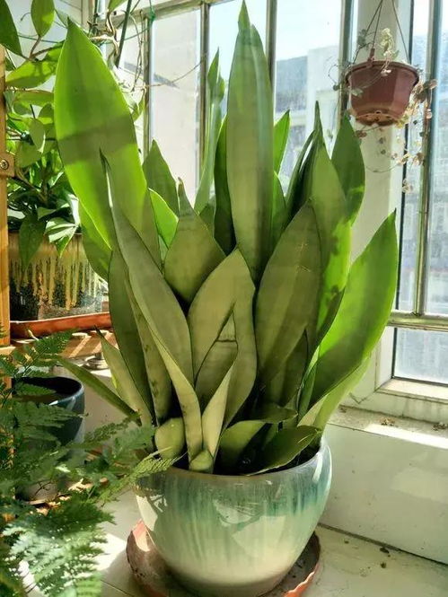 虎皮兰：镇宅旺宅与提升家风运势的关键作用