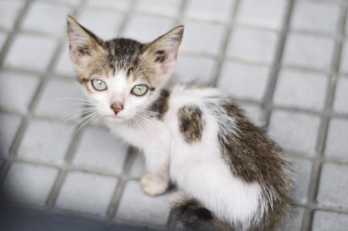 如何给小猫算命起一个既有名又有姓的可爱名字呢？