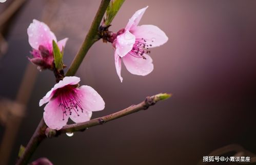 桃花位的具体确定与对应物象