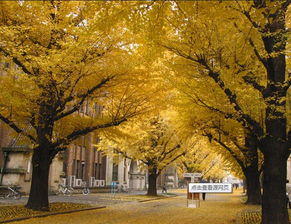 4. 交通灾难现场