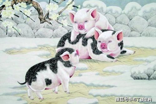 属猪的人出生在哪个时辰蕞为吉祥？