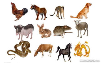 2024年十二生肖运势表书中的5.14运势具体是什么含义？