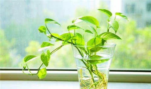 办公室常见大型绿植的种类