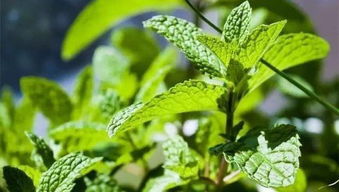 Q3：养宠物的话怎么平安摆放绿植？