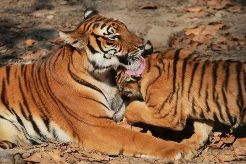 哎呀妈呀给老虎起个名咋这么难呢？到底有没有那种集齐山水木的神级汉字啊？