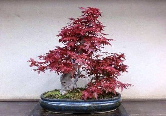 红枫盆景风水有哪些忌讳需要注意？