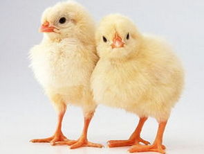 本命年属鸡的人能杀鸡吗？本命年有哪些禁忌需要注意？