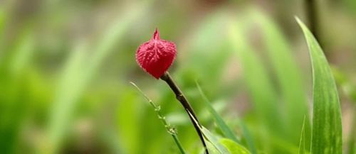 四季如春的生肖是哪个？