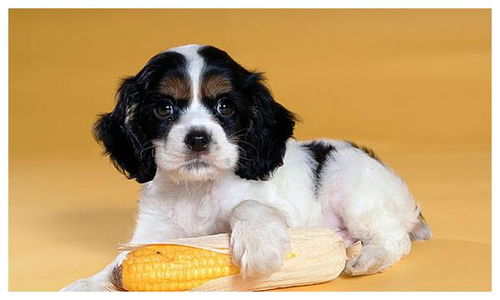 狗年人士注意！你们的钱包要爆炸了！