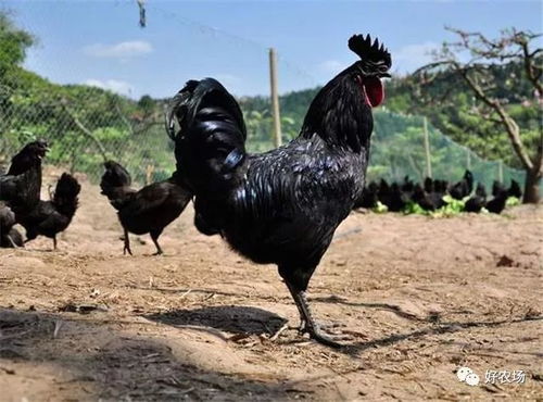 1.1 鸡在中华传统方式与现代化消费中的象征意义