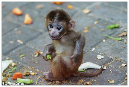 2026年属猴犯太岁如何化解？凶星化解具体指什么？