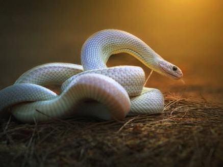 2026年属蛇女性感情运势如何？