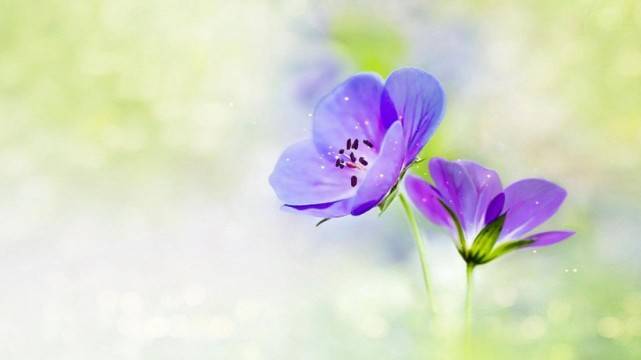 花里胡哨的植物园