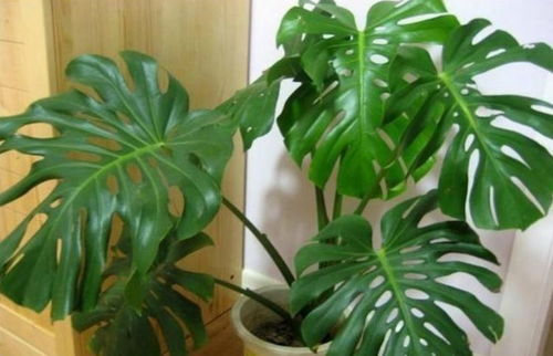 典型招财植物分析