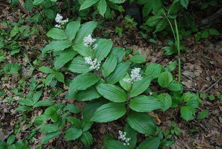 （三）常见园艺及经济作物