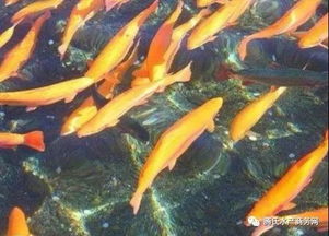 三、 饲料选择与投喂策略：营养供给的科学配比