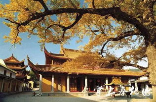 慈溪禅修营：清幽环境， 静心修行