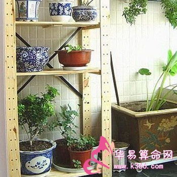 救命！这些植物正在偷走你的好运