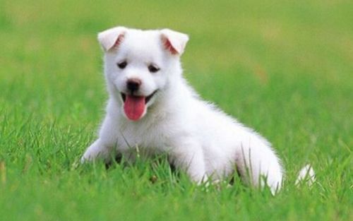 1982年属狗人2026年每月运势详解具体内容是什么？