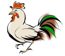 1981年属鸡男性在2025年和2026年的运势分别如何？