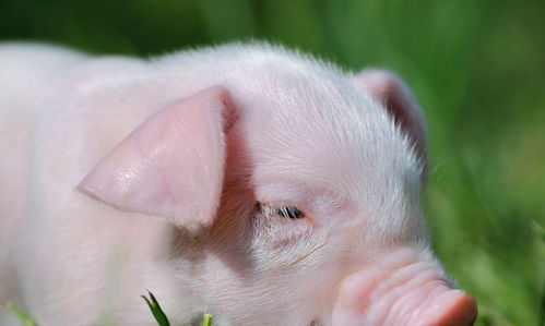 1983年属猪的人适合从事哪个职业或行业？