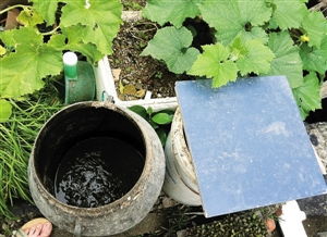 天台种菜养鸡会对住宅风水产生怎样的影响呢？