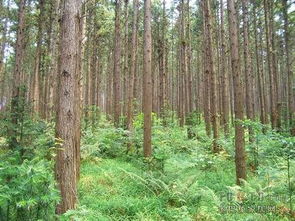 臭椿树鬼风水，臭椿木价格是多少每立方米？