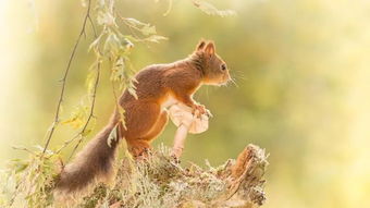 生肖兔——细腻温柔之气质彰显