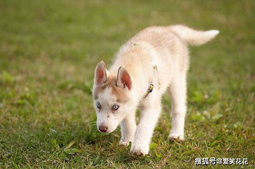 94年属狗的人，2026年会否有三喜临门呢？