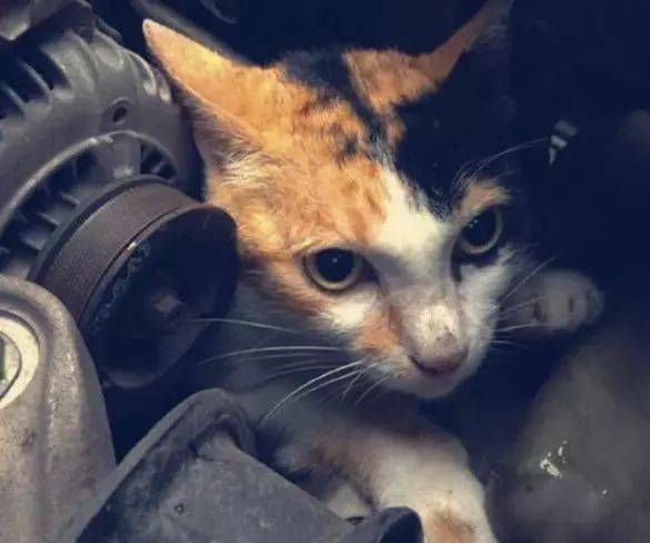 一、 探究背景与文献综述