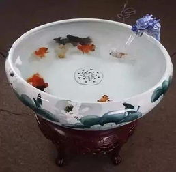 莲池养鱼风水如何，是否适宜养鱼？